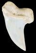 Mako Shark Tooth Fossil - Sharktooth Hill, CA #46788-1